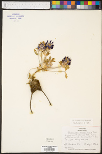 Psoralea subacaulis image