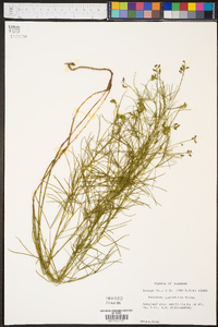 Orbexilum lupinellum image