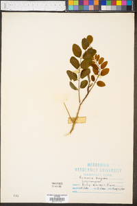 Robinia hispida image