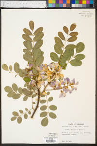 Robinia hispida image