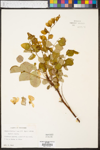 Robinia hispida image