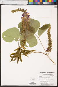 Pueraria montana image