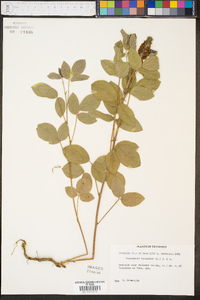 Rhynchosia tomentosa image