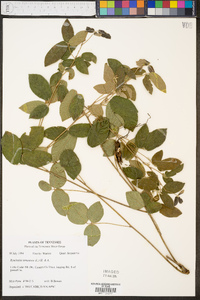 Rhynchosia tomentosa image