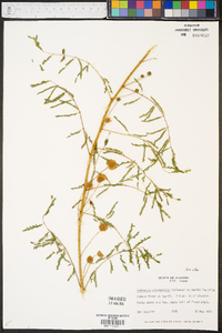 Mimosa microphylla image