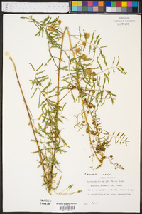 Mimosa microphylla image