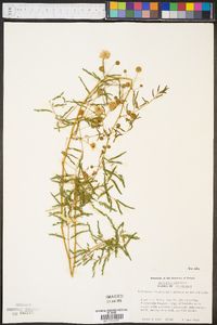 Mimosa microphylla image