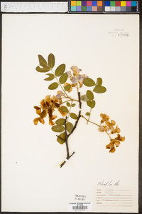 Robinia hispida image