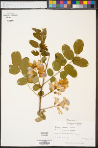 Robinia hispida image