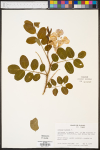 Robinia hispida image