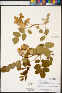 Robinia hispida image