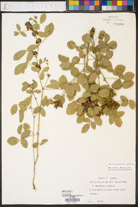 Rhynchosia tomentosa image