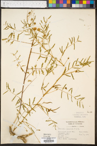 Mimosa microphylla image