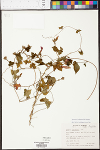 Ipomoea cordatotriloba image