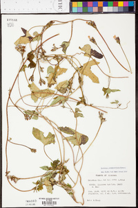 Ipomoea cordatotriloba image