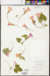 Ipomoea cordatotriloba image