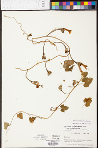 Ipomoea cordatotriloba image