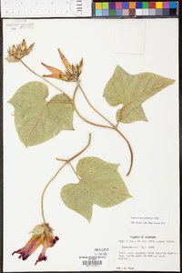 Ipomoea indica image