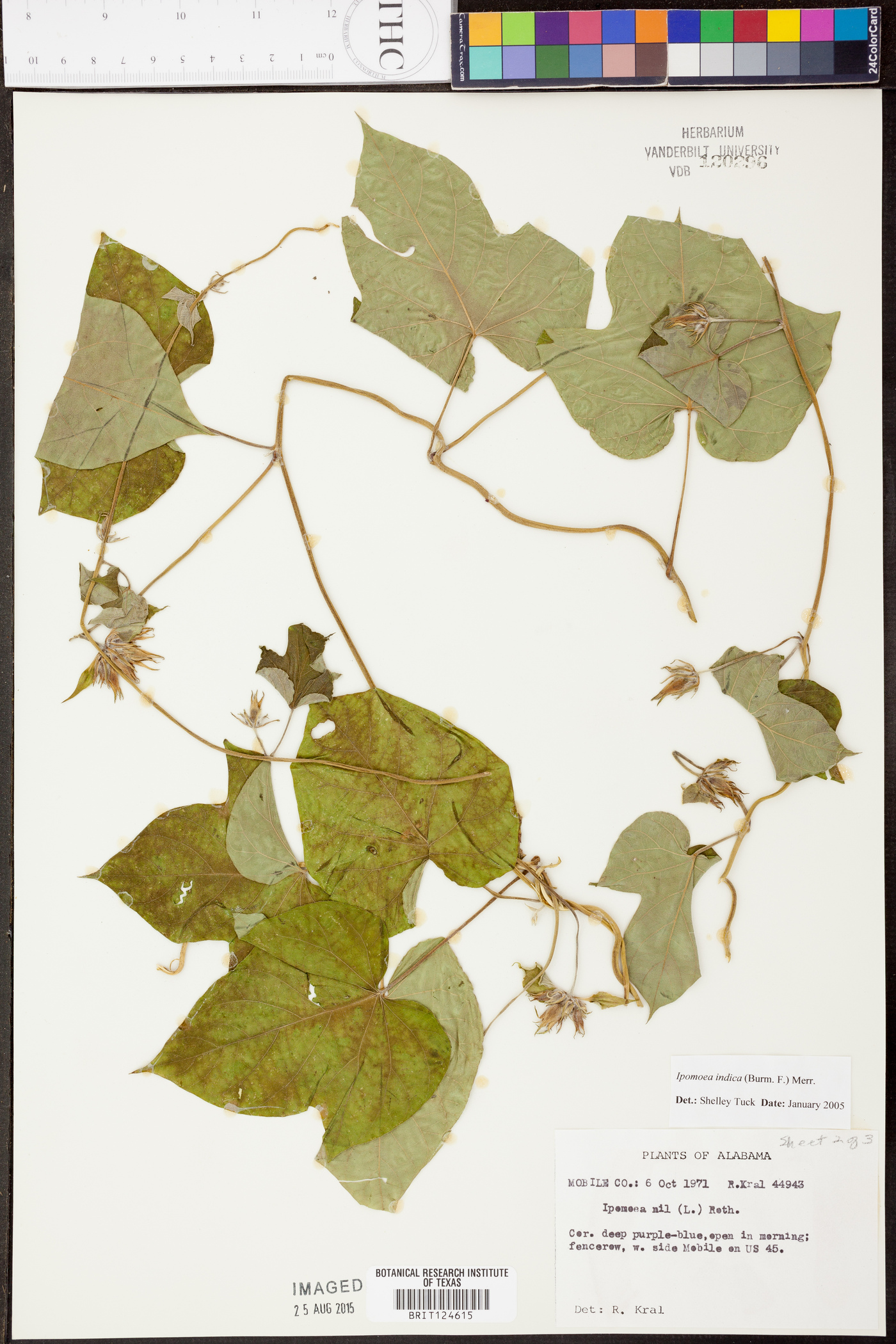 Ipomoea indica image