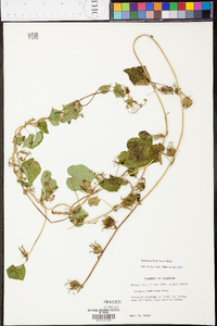 Ipomoea hederacea image