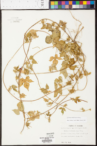 Ipomoea hederacea image