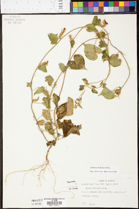 Ipomoea hederacea image