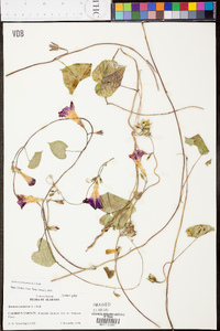 Ipomoea purpurea image