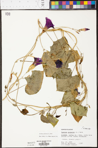 Ipomoea purpurea image