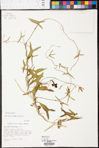 Ipomoea sagittata image