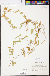 Ipomoea sagittata image