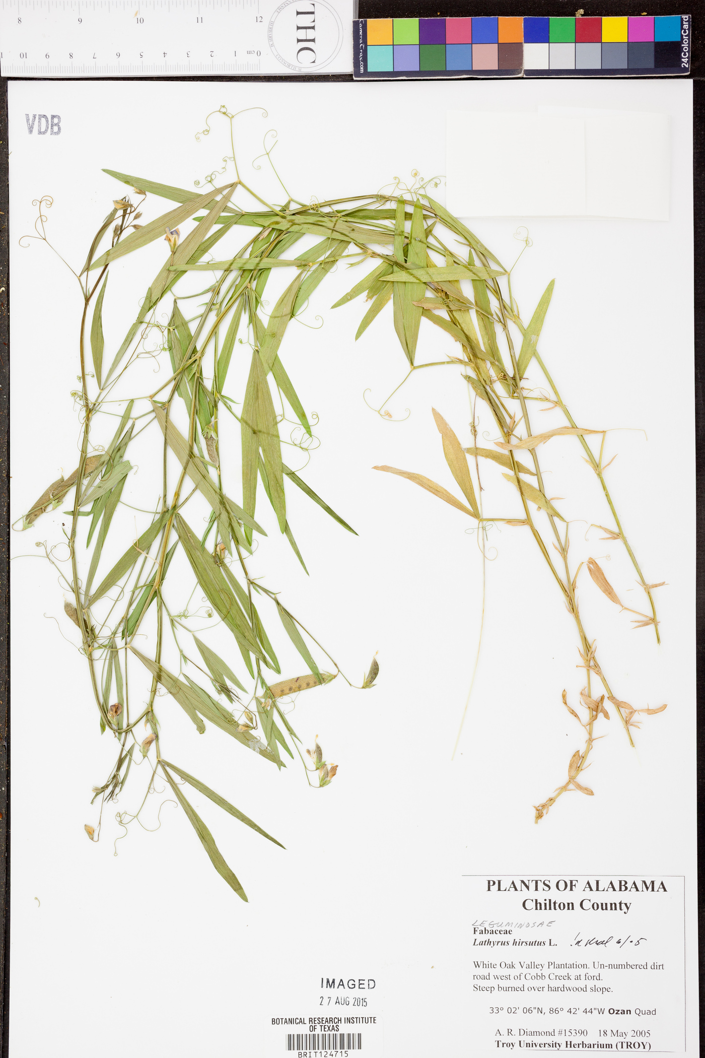 Lathyrus hirtus image