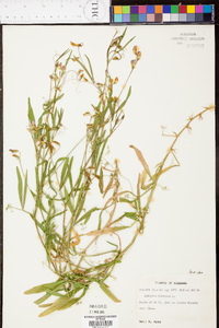 Lathyrus hirtus image