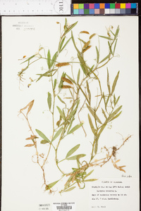Lathyrus hirtus image