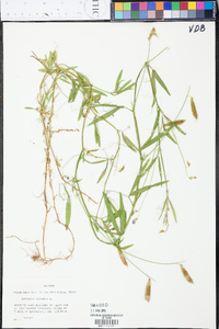 Lathyrus hirsutus image