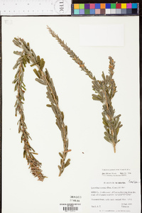 Lespedeza cuneata image