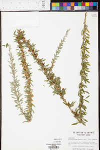 Lespedeza cuneata image