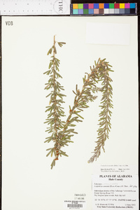 Lespedeza cuneata image