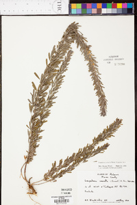 Lespedeza cuneata image