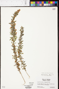 Lespedeza cuneata image