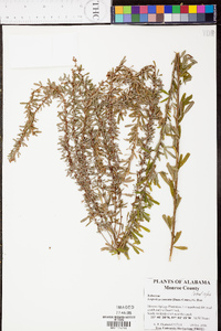 Lespedeza cuneata image