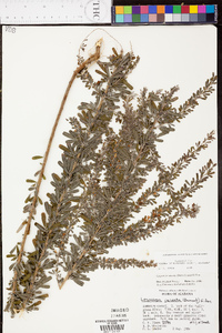 Lespedeza cuneata image