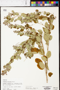 Lespedeza bicolor image