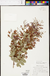 Lespedeza bicolor image