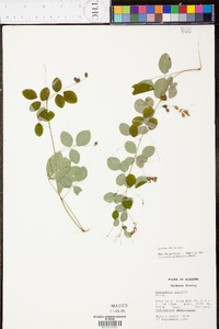 Lespedeza bicolor image