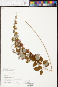 Lespedeza bicolor image