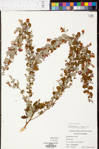 Lespedeza bicolor image