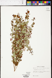 Lespedeza bicolor image