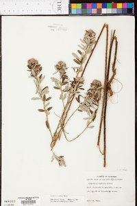 Lespedeza capitata image