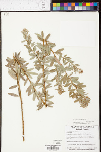 Lespedeza capitata image