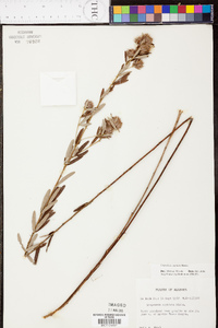 Lespedeza capitata image